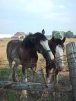 150x200 Stunning Clydesdale Artwork For Sale On Fine Art Prints - Clydesdale Horse Painting
