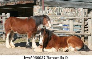 299x194 Art Print Of Clydesdale Horse Barewalls Posters Amp Prints - Clydesdale Horse Painting