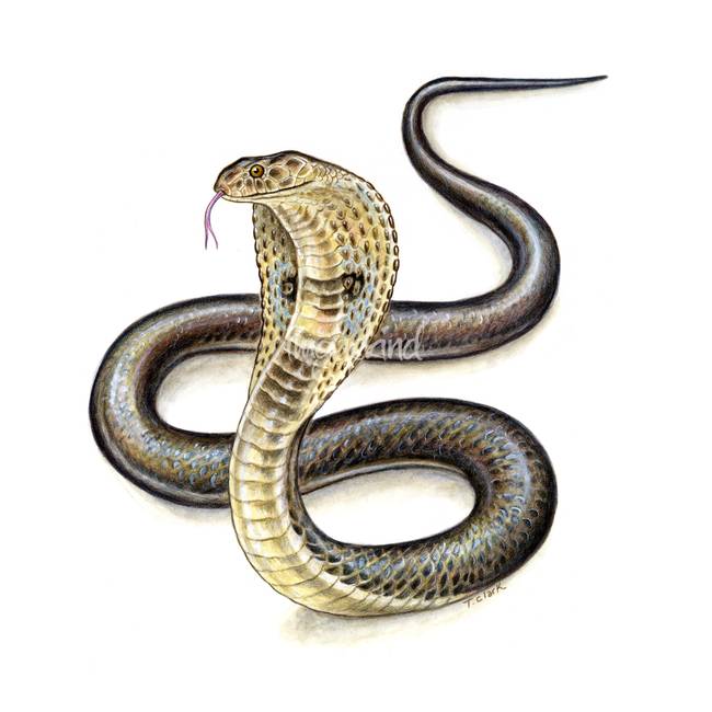 650x650 Stunning Cobra Painting Reproductions For Sale On Fine Art Prints - Cobra Painting