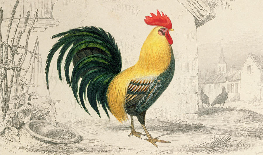 900x530 Domestic Cock Painting By Edouard Travies - Cock Painting