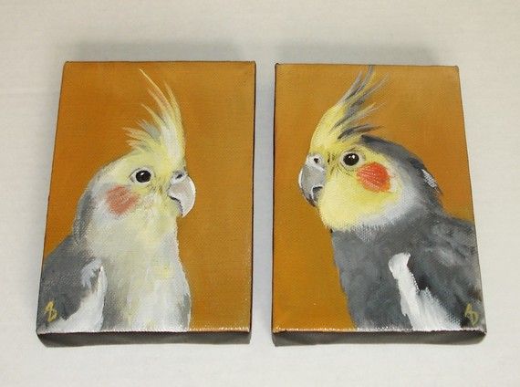 570x424 Cockatiel Bird Painting Canvas Art 4x6 Set Of 2 By Birdsinhand - Cockatiel Painting