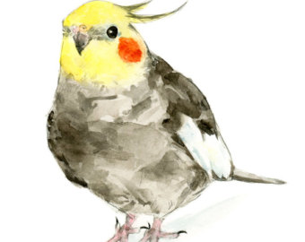 340x270 Cockatiel Painting Etsy - Cockatiel Painting