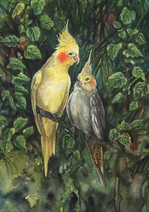 570x809 Cockatiels Parrot Bird Original Watercolor Art Painting Pet - Cockatiel Painting