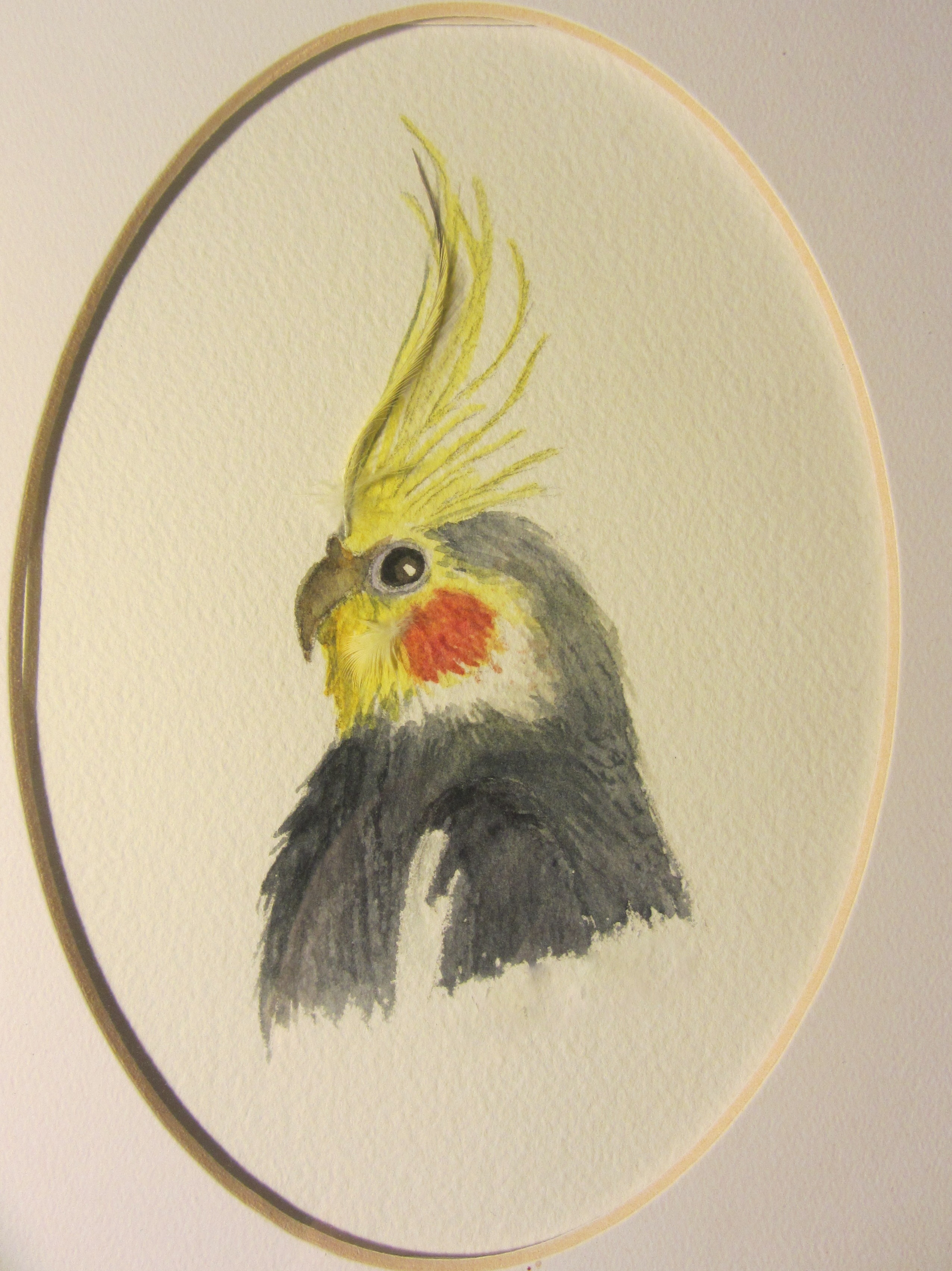 2552x3407 In Memory Of Rocky On The Death Of Our Cockatiel A Naturalist'S - Cockatiel Painting