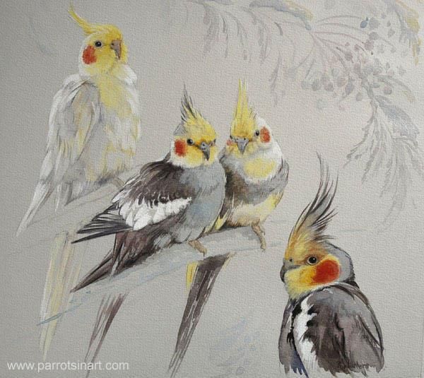 600x535 Pin By Calle Jean On Feathers Bird, Beautiful Birds - Cockatiel Painting