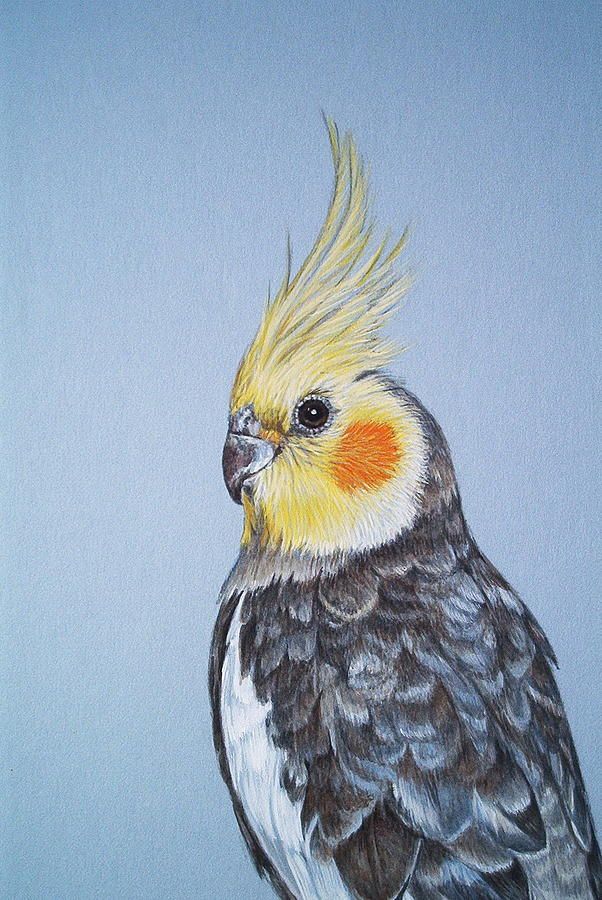 602x900 Portrait Close Up Cockatiel Head Painting Art - Cockatiel Painting