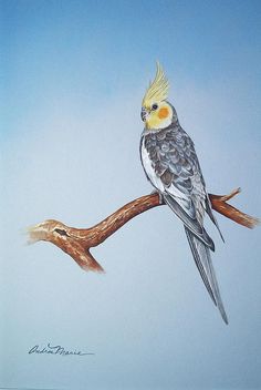236x352 Cockatiel Art Parrots In Art - Cockatiel Painting