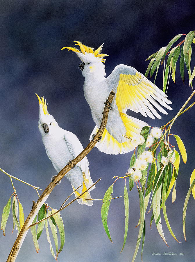 cockatoo-painting-at-paintingvalley-explore-collection-of