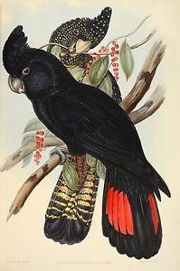 199x300 John Gould Native Birds Print Black Cockatoo Painting Vintage Old - Cockatoo Painting