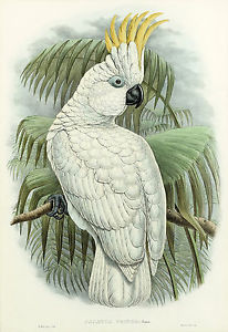 206x300 John Gould Native Cockatoo White Print Yellow Painting Vintage Old - Cockatoo Painting