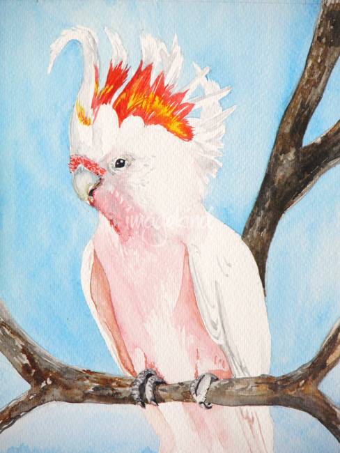 488x650 Major Mitchell's Cockatoo By Helen Gould - Cockatoo Painting