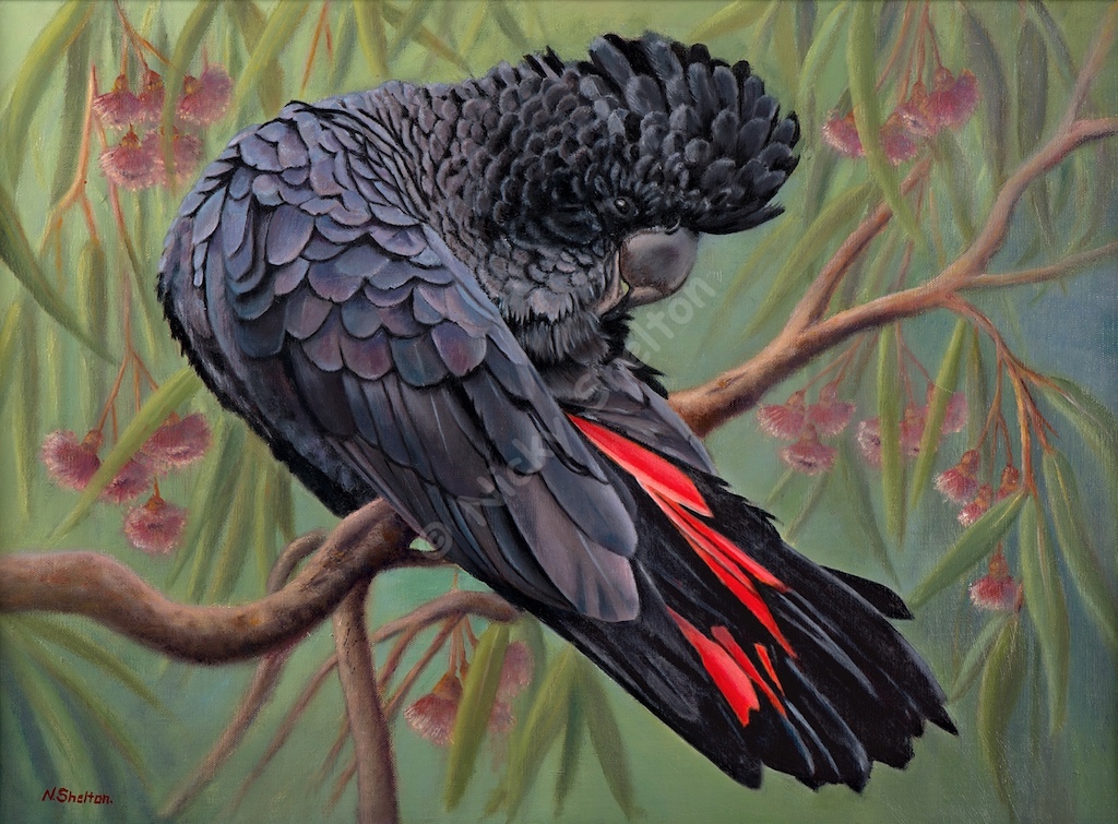 1024x755 Male Red Tailed Black Cockatoo Painting - Cockatoo Painting