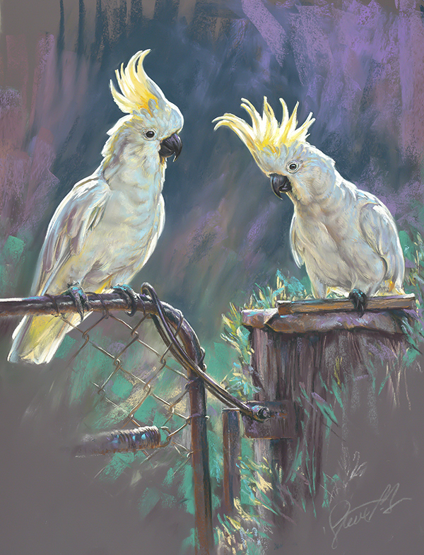 600x785 Steve Morvell Australian Wildlife Artist Pastel Painting Drawing - Cockatoo Painting