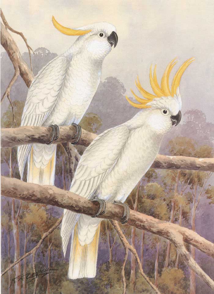 700x963 Sulphur Crested Cockatoo - Cockatoo Painting