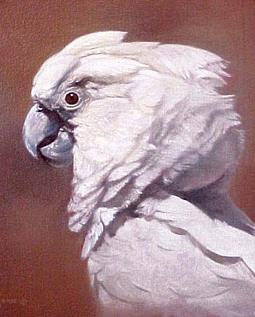 366x455 Umbrella Cockatoo - Cockatoo Painting