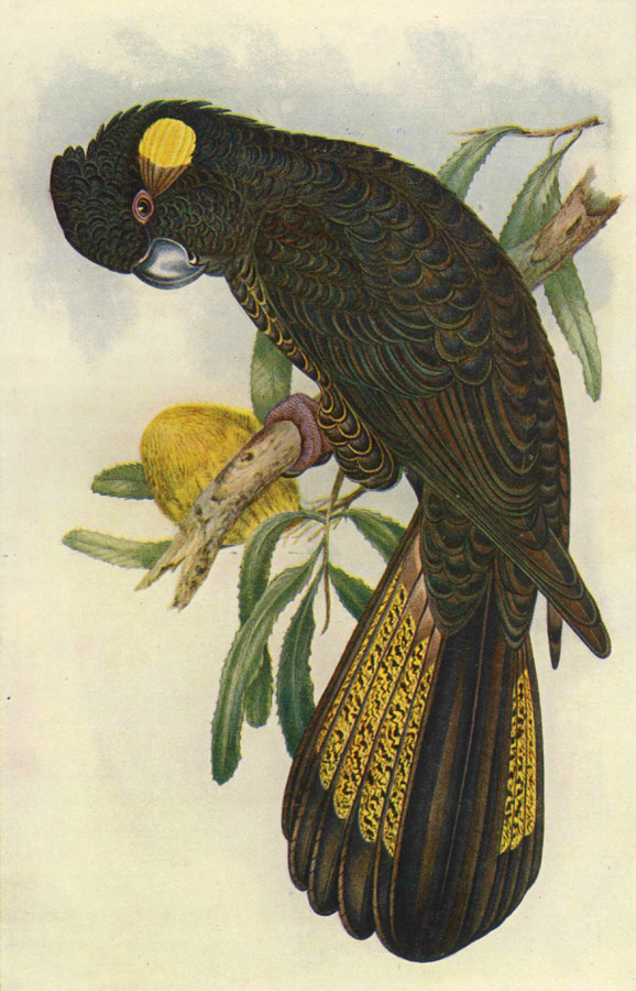 578x900 Yellow Tailed Black Cockatoo - Cockatoo Painting