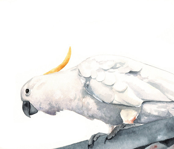 570x486 Cockatoo Painting Archival Print Of Watercolor Painting Bird - Cockatoo Painting