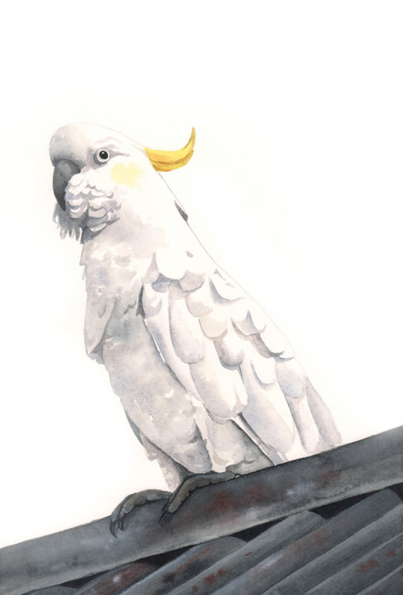 570x841 Cockatoo Painting On Tin Roof Archival Print Of Watercolor - Cockatoo Painting