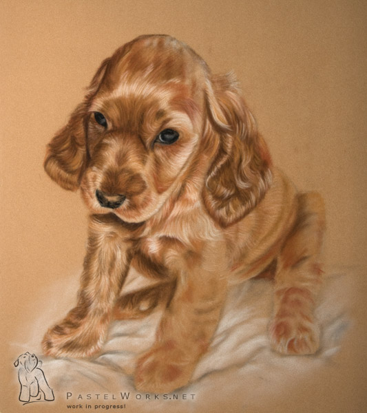 533x600 Cocker Spaniel Painting, Step 2 Pet Portraits Amp Animal Art - Cocker Spaniel Painting