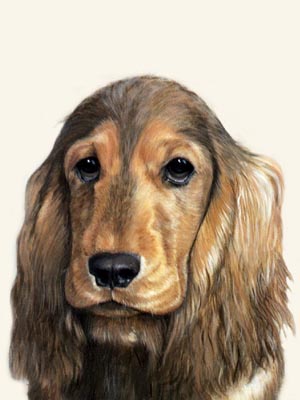 300x400 Dog Portraits - Cocker Spaniel Painting