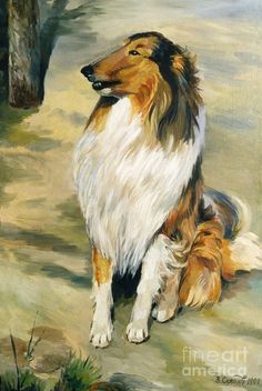 236x352 Collie At Texas A And M - Collie Painting
