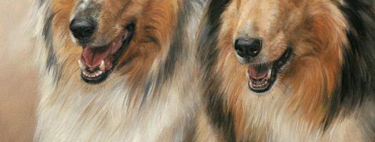 525x200 Collie Dogs Portrait Painting In Commission - Collie Painting