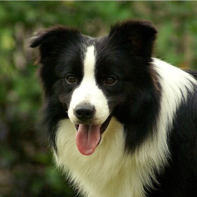 639x640 Diy Diamond Embroidery,animal Border Collie Pet Customized - Collie Painting