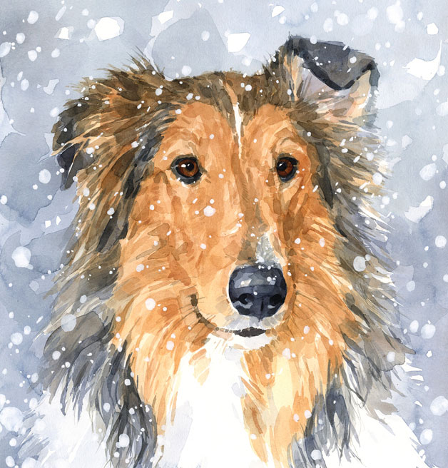 628x656 Dog Watercolor Portraits David Scheirer Watercolors - Collie Painting