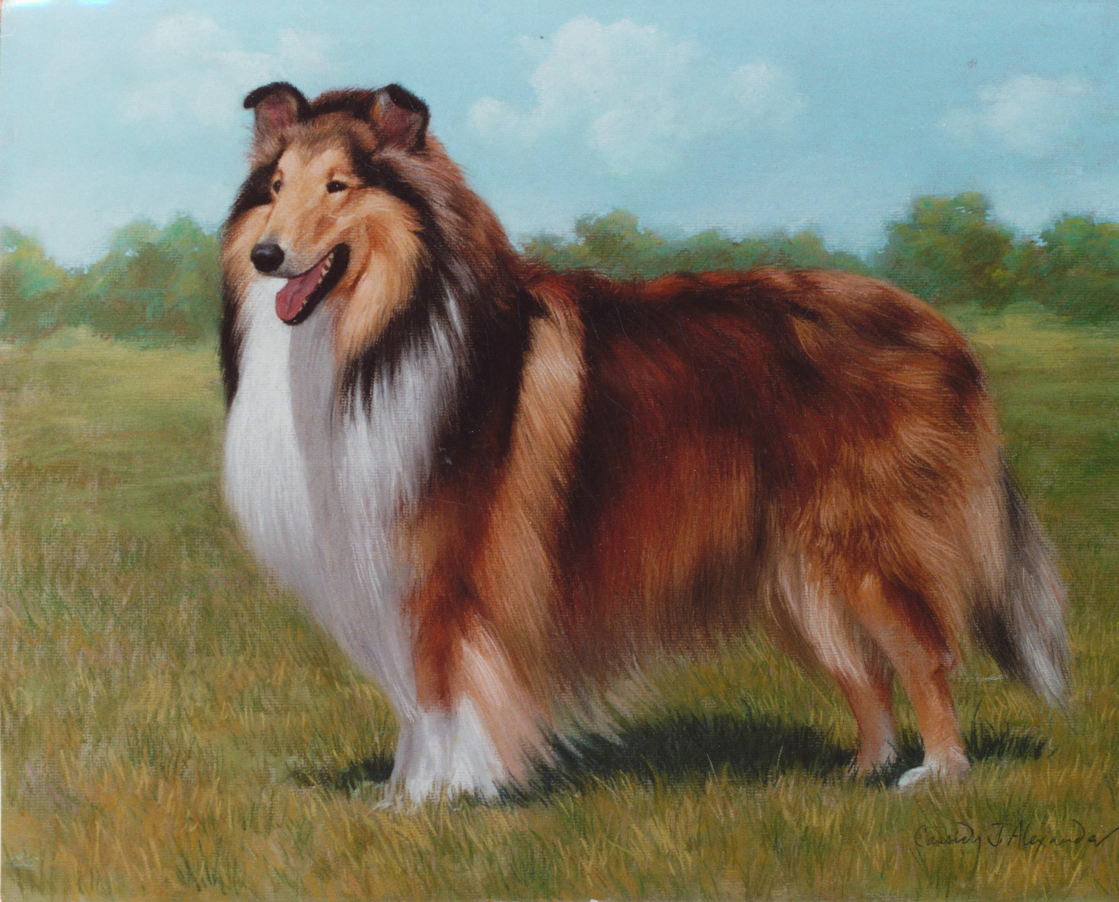 3822x3079 Oil Pet Portraits Amp Paintings By Cassidy Alexander In Aurora Il - Collie Painting