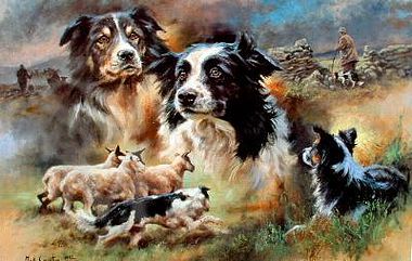 380x241 Border Collie Or Working Collie Prints In Dog Limited Edition Prints - Collie Painting