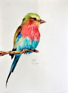 236x324 509 Best Art Watercolor Birds Images On Water Colors - Colorful Bird Painting