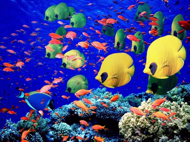 640x480 Fish Ocean Fabric Poster Colorful Underwater World Indoor - Colorful Coral Reefs Painting