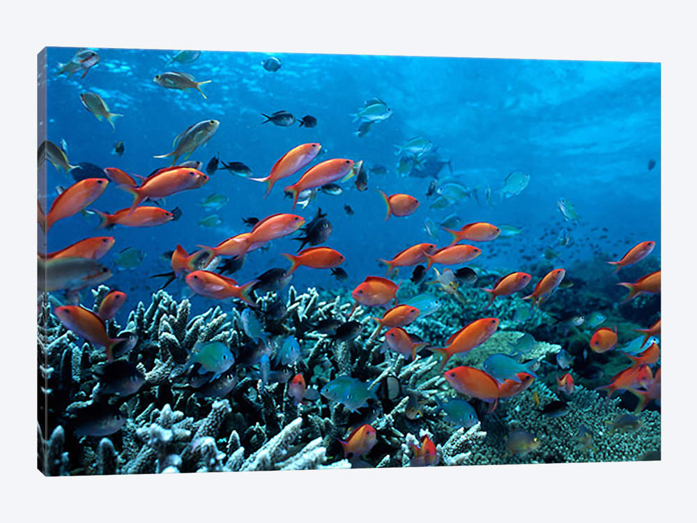 1000x750 Ocean Fish Coral Reef Canvas Wall Art Icanvas - Colorful Coral Reefs Painting