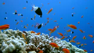 320x180 School Of Fish Over Coral Reef Oil Painting Motion Background - Colorful Coral Reefs Painting