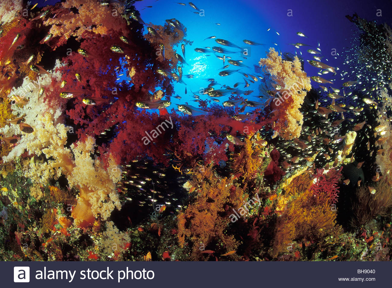 1300x956 Colorful Coral Reef, Panorama Reef, Safaga, Red Sea, Egypt Stock - Colorful Coral Reefs Painting