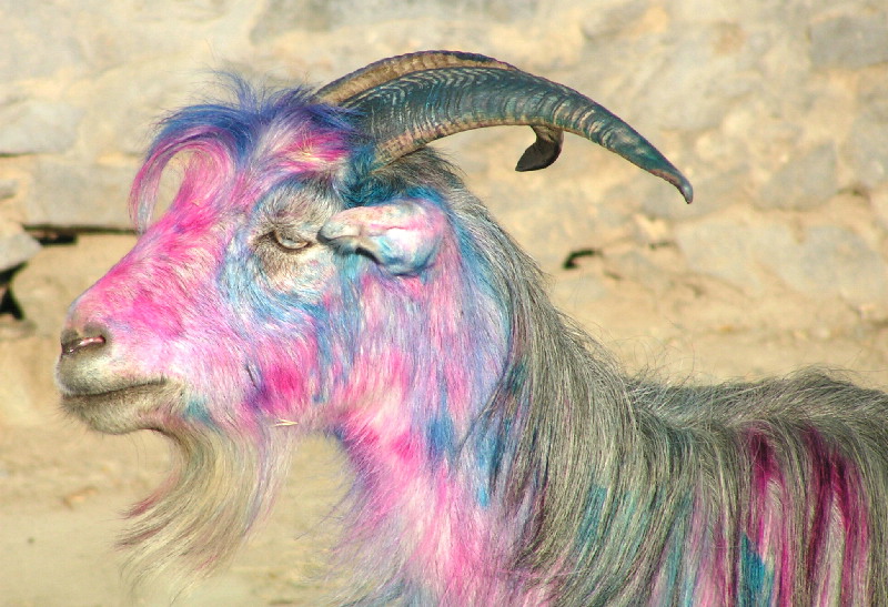 800x547 Goat Of Many Colors, A Photo From Kabul, East Trekearth - Colorful Goat Painting
