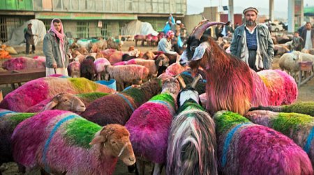450x252 Afghani Colored Goats - Colorful Goat Painting