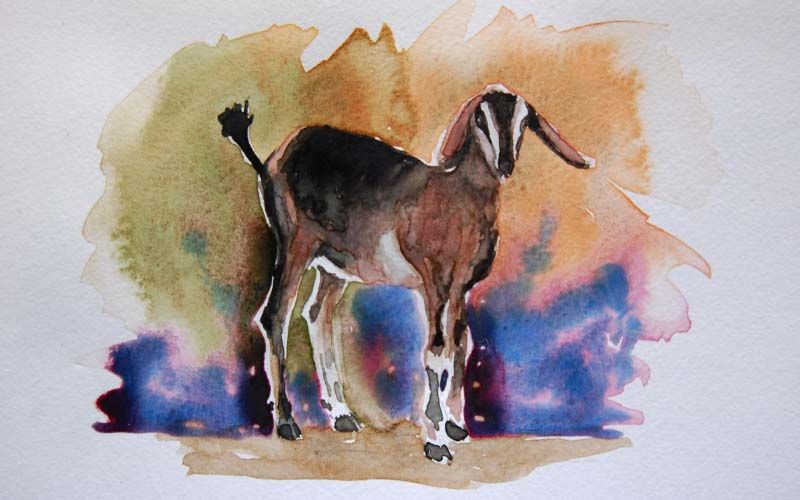 800x500 Goat In Boat Watercolor - Colorful Goat Painting