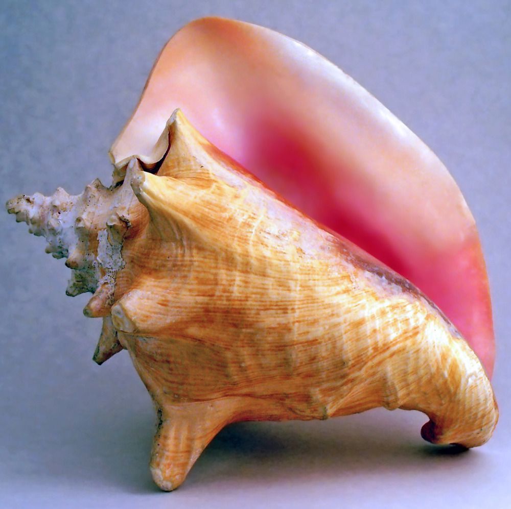 1000x997 Shell Painting. Things I Like Shell Painting - Conch Shell Painting