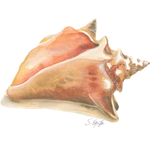 600x574 Watercolour Paintings - Conch Shell Painting