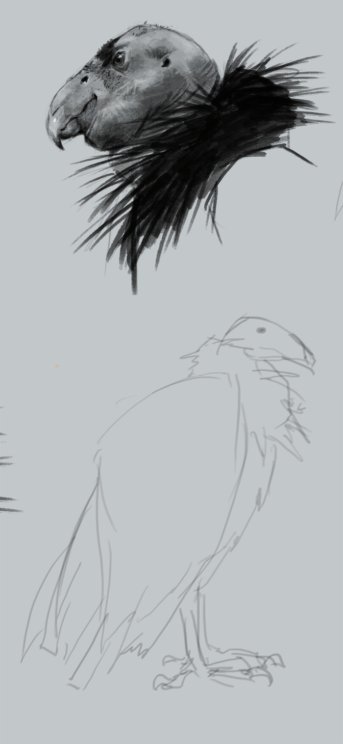 700x1515 How To Draw Condor - Condor Painting