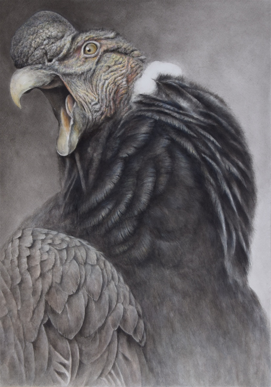 895x1280 Menu Of Artist - Condor Painting