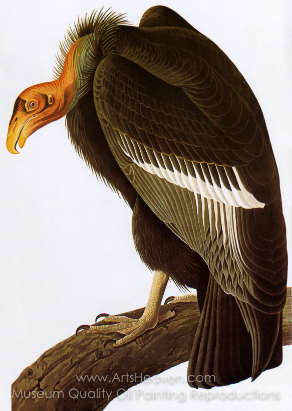 583x820 Reproduction Painting John James Audubon California Condor, Hand - Condor Painting