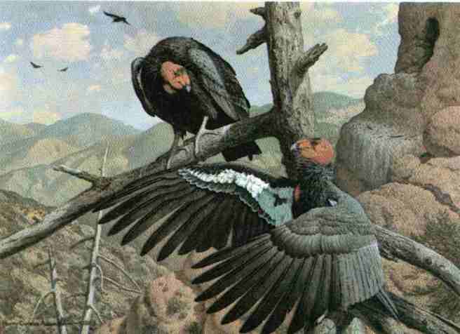 656x476 Art Exhibitions Pseudogryps - Condor Painting