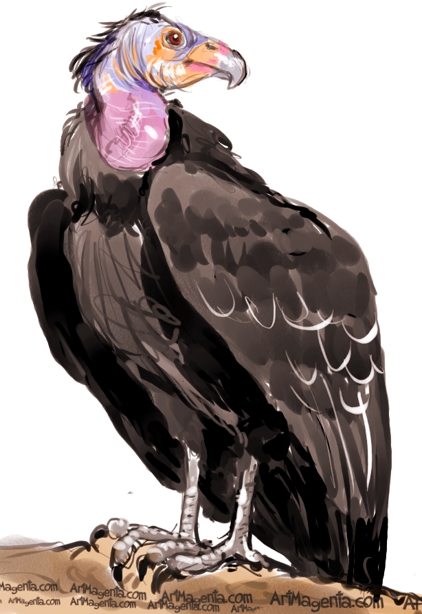 614x893 Birds California Condor - Condor Painting