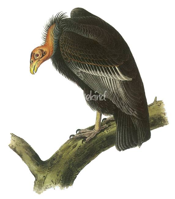572x650 California Condor Bird Audubon Print By Artloversonline - Condor Painting