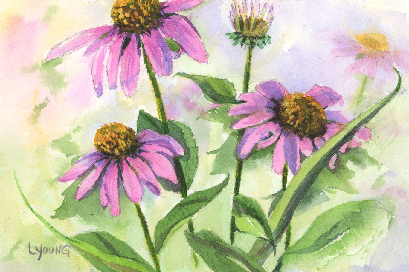 1368x912 Echinacea A Floral Painting By Pennsylvania Watercolor Artist - Coneflower Painting