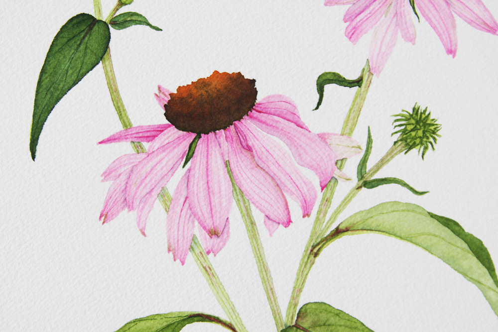 1000x667 Purple Coneflower Watercolor Painting My Giant Strawberry - Coneflower Painting
