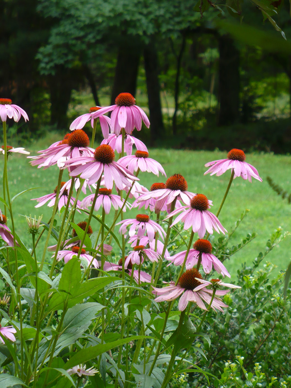 600x800 Zeh Original Art Blog Watercolor And Oil Paintings Cone Flowers - Coneflower Painting