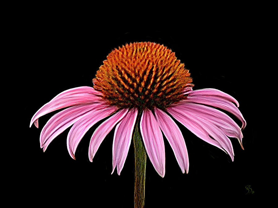 900x675 Cone Flower - Coneflower Painting
